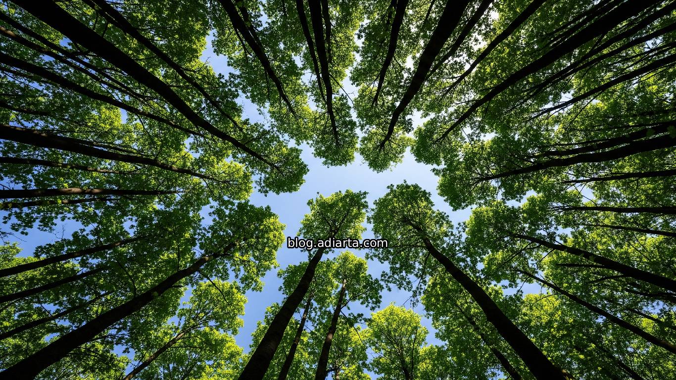 Foto tajuk pohon dengan celah-celah rapi yang menunjukkan fenomena crown shyness.
